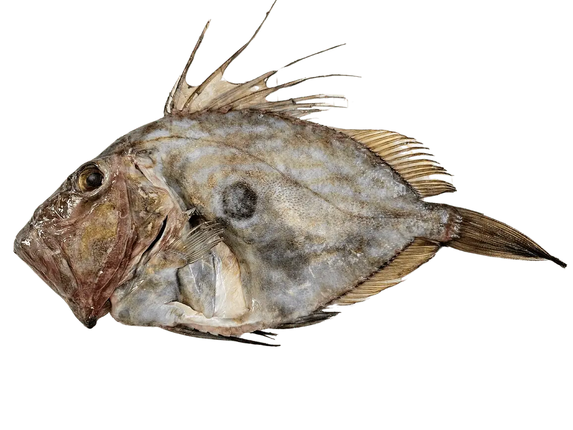 Gran pensatore, il pesce San Pietro