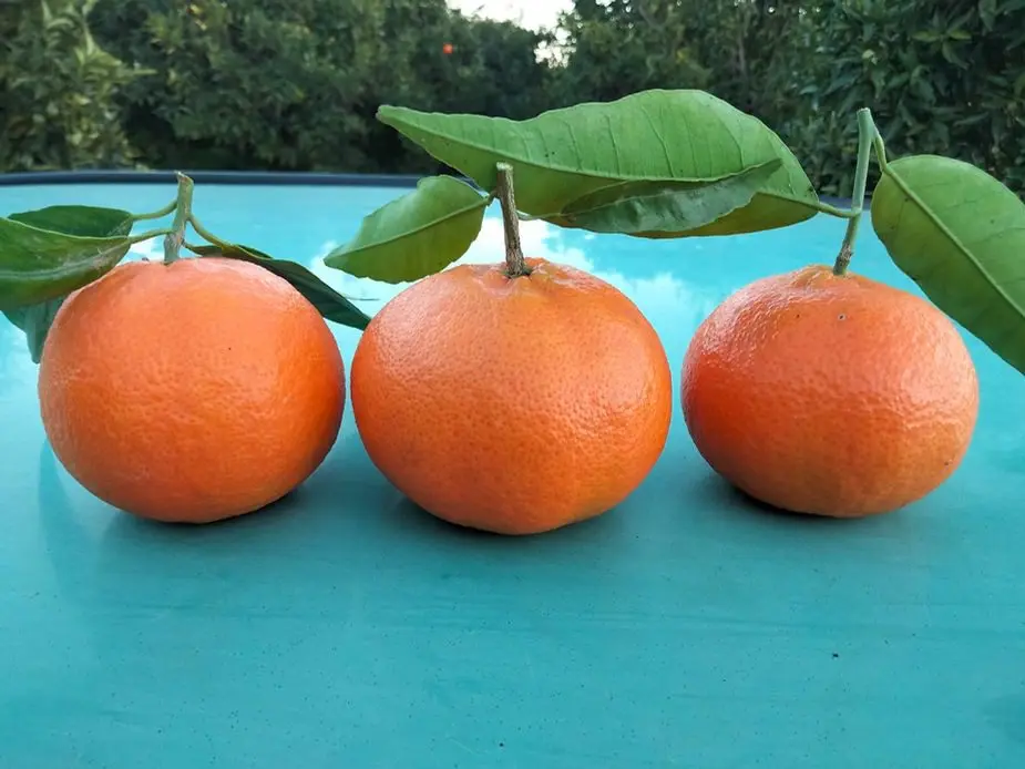 Nuovo slancio per le clementine: intervista a Francesco Perri che ne allunga la maturazione
