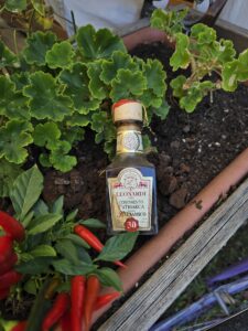 Bottiglia da 100 ml di condimento balsamico Leonardi Il Patriarca Reserve 30 travasi, tappo di sughero con ceralacca rossa, appoggiata nella terra di un orto tra foglie di geranio e peperoncini rossi